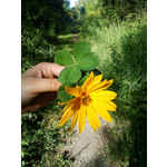 Zdjęcia użytkowników Sony Ericsson Zylo Zdjęcia użytkowników Sony Ericsson Zylo