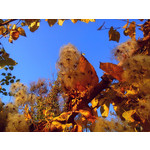 Zdjęcia użytkowników Sony Ericsson Zylo Zdjęcia użytkowników Sony Ericsson Zylo