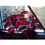 Zdjęcia użytkowników Sony Ericsson Zylo Zdjęcia użytkowników Sony Ericsson Zylo