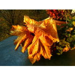 Zdjęcia użytkowników Sony Ericsson Zylo Zdjęcia użytkowników Sony Ericsson Zylo