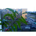 Zdjęcia użytkowników Sony Ericsson Zylo Zdjęcia użytkowników Sony Ericsson Zylo