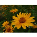 Zdjęcia użytkowników Sony Xperia 1 II