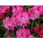 ZDJĘCIA Z TEGO TELEFONU