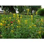 Zdjęcia użytkowników Sony Xperia 1 III