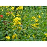 Zdjęcia użytkowników Sony Xperia 1 III