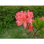 ZDJĘCIA Z TEGO TELEFONU