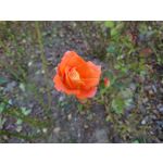 Zdjęcia użytkowników Sony Xperia 1 III