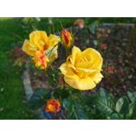 ZDJĘCIA Z TEGO TELEFONU