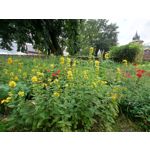 Zdjęcia użytkowników Sony Xperia 1 III