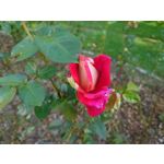 Zdjęcia użytkowników Sony Xperia 1 III