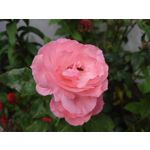 Zdjęcia użytkowników Sony Xperia 1 IV