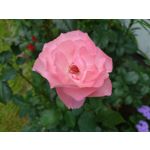 Zdjęcia użytkowników Sony Xperia 1 V Zdjęcia użytkowników Sony Xperia 1 V