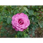 Zdjęcia użytkowników Sony Xperia 1 V Zdjęcia użytkowników Sony Xperia 1 V