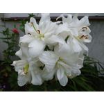 Zdjęcia użytkowników Sony Xperia 1 V Zdjęcia użytkowników Sony Xperia 1 V