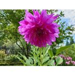 Zdjęcia użytkowników Sony Xperia 1 V Zdjęcia użytkowników Sony Xperia 1 V