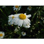 Zdjęcia użytkowników Sony Xperia 1