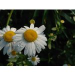 Zdjęcia użytkowników Sony Xperia 1