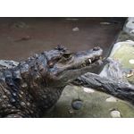 Zdjęcia użytkowników Sony Xperia 10 II