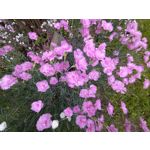 Zdjęcia użytkowników Sony Xperia 10 II
