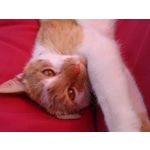 Zdjęcia użytkowników Sony Xperia 10 III