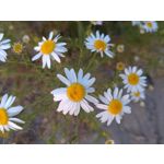 Zdjęcia użytkowników Sony Xperia 10 III