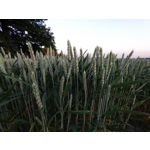 Zdjęcia użytkowników Sony Xperia 10 III