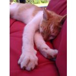 Zdjęcia użytkowników Sony Xperia 10 III