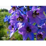 Zdjęcia użytkowników Sony Xperia 10 III