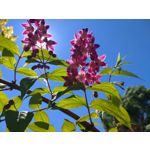 Zdjęcia użytkowników Sony Xperia 10 III