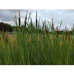 Zdjęcia użytkowników Sony Xperia 10 III