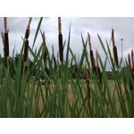 Zdjęcia użytkowników Sony Xperia 10 III