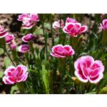 Zdjęcia użytkowników Sony Xperia 10 III