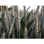 Zdjęcia użytkowników Sony Xperia 10 III