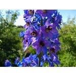 Zdjęcia użytkowników Sony Xperia 10 III