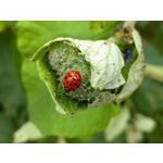 Zdjęcia użytkowników Sony Xperia 10 III