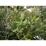 ZDJĘCIA Z TEGO TELEFONU