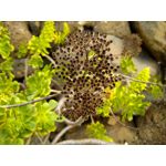 ZDJĘCIA Z TEGO TELEFONU