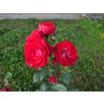 Zdjęcia użytkowników Sony Xperia 5 II Zdjęcia użytkowników Sony Xperia 5 II