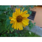 Zdjęcia użytkowników Sony Xperia 5 II Zdjęcia użytkowników Sony Xperia 5 II