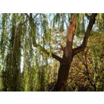 Zdjęcia użytkowników Sony Xperia 5 II Zdjęcia użytkowników Sony Xperia 5 II