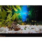 Zdjęcia użytkowników Sony Xperia 5 II Zdjęcia użytkowników Sony Xperia 5 II