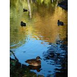 Zdjęcia użytkowników Sony Xperia 5 II Zdjęcia użytkowników Sony Xperia 5 II