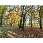 Zdjęcia użytkowników Sony Xperia 5 II Zdjęcia użytkowników Sony Xperia 5 II