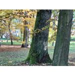 Zdjęcia użytkowników Sony Xperia 5 II Zdjęcia użytkowników Sony Xperia 5 II