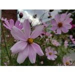 Zdjęcia użytkowników Sony Xperia 5 III