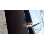 ZDJĘCIA Z TEGO TELEFONU