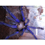 Zdjęcia użytkowników Sony Xperia acro S Zdjęcia użytkowników Sony Xperia acro S