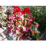 Zdjęcia użytkowników Sony Xperia E