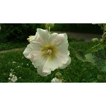 Zdjęcia użytkowników Sony Xperia M2 D2305