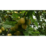 Zdjęcia użytkowników Sony Xperia M2 D2305